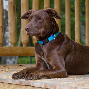 BASICS Adjustable Collar AQUA 3/4″ FOR MEDIUM DOGS - 13